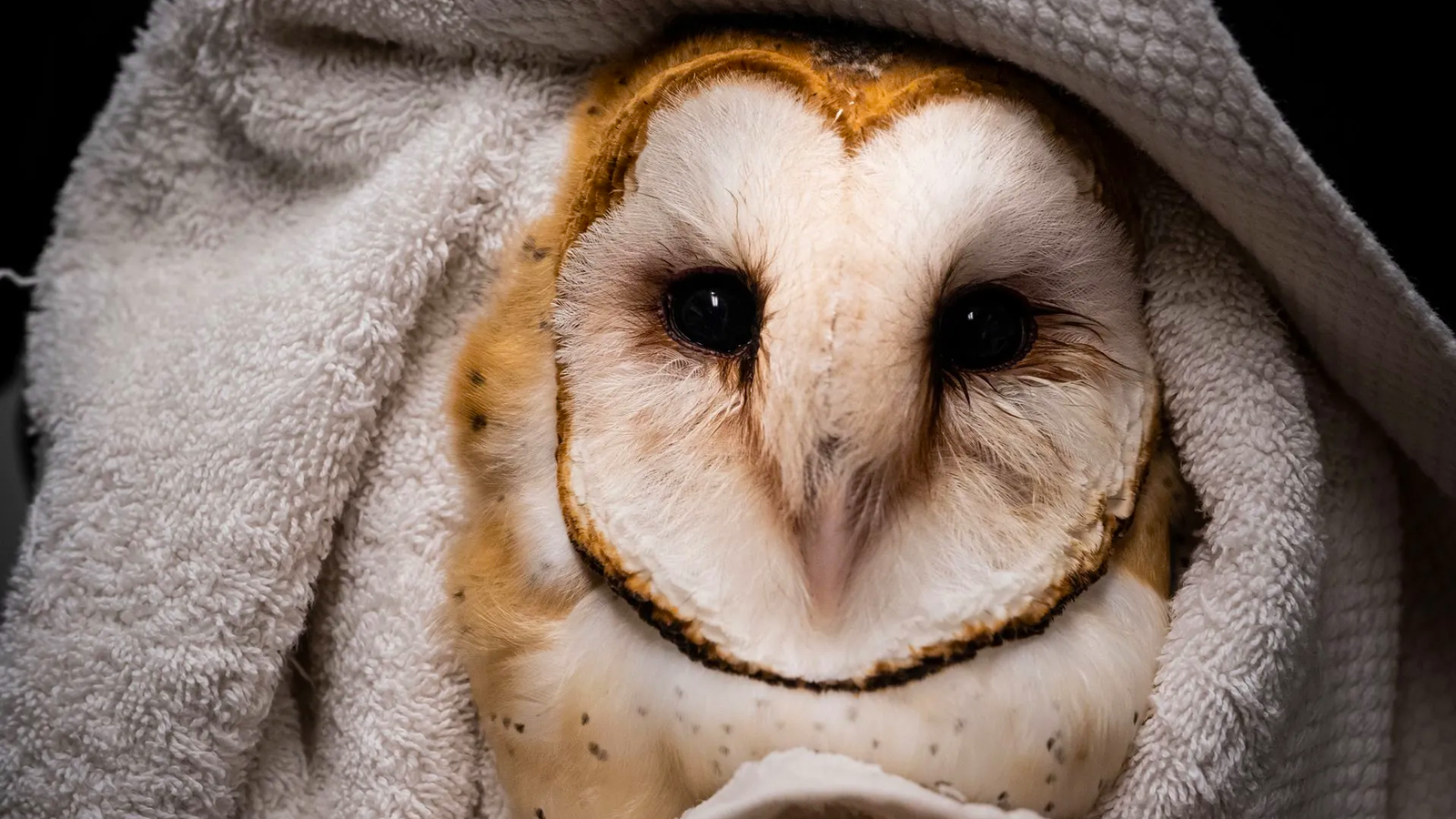 Wild Rescue Hero
