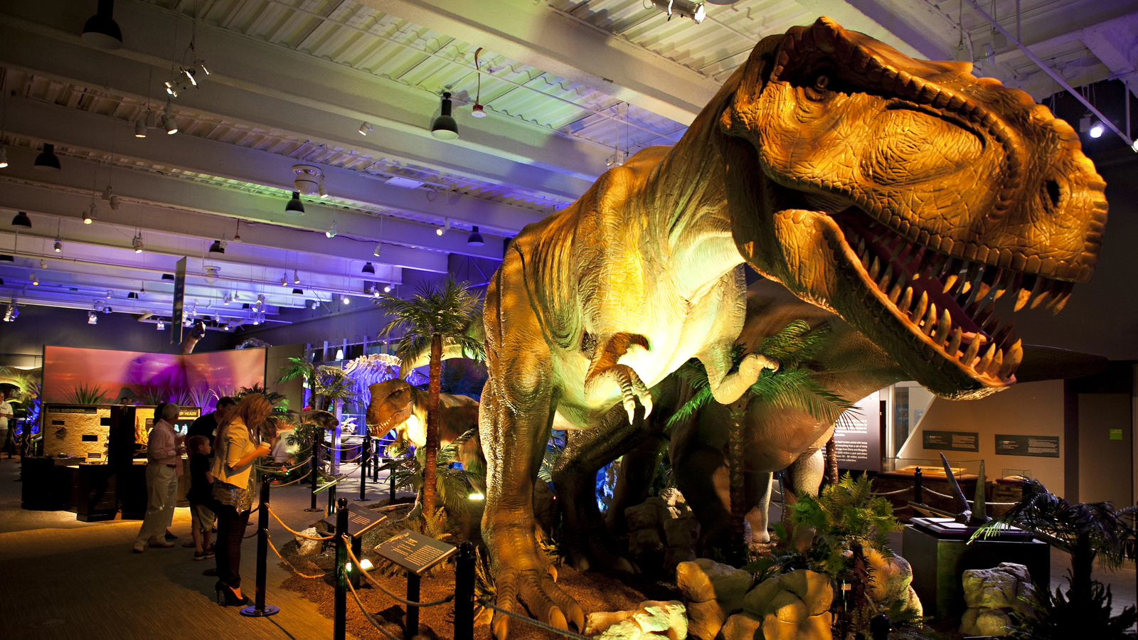 Dinosaur Gallery
