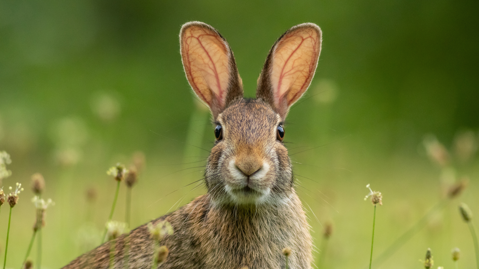Cotton Tail