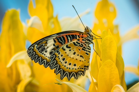 Yellow and orange butterfly sitting on a plant