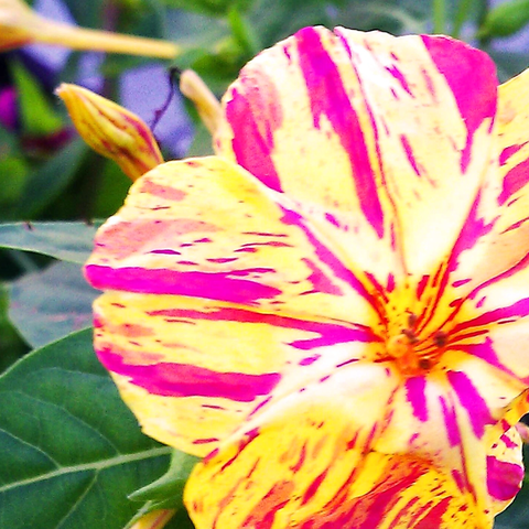 Flower - Garden