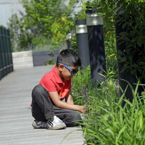 Boy - Rooftop Garden