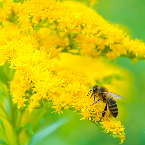 Golden Rod