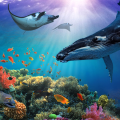 Secrets of the Sea