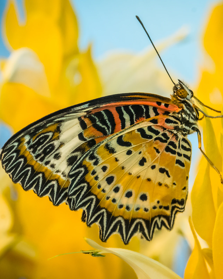 Yellow and orange butterfly sitting on a plant