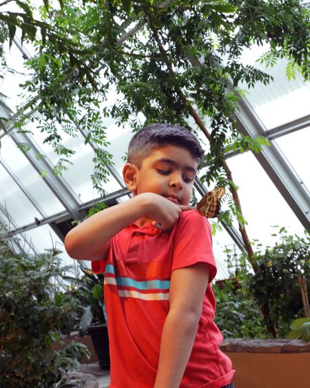Butterfly Boy