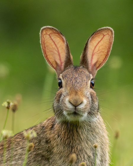Cotton Tail