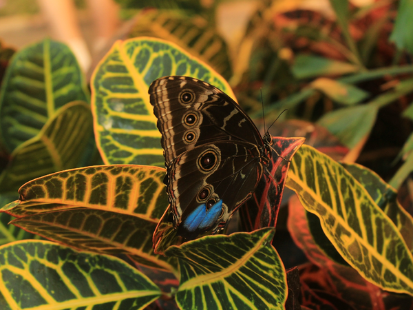 Butterfly sitting on leaves