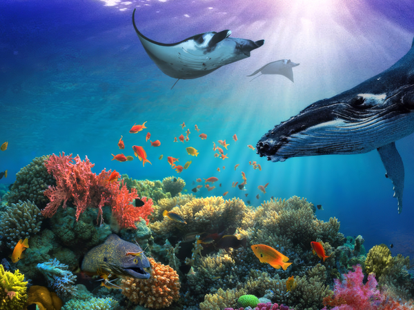 Secrets of the Sea
