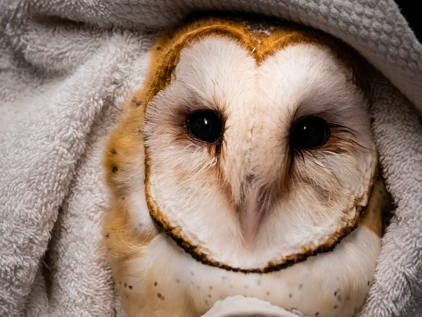 Wild Rescue Hero