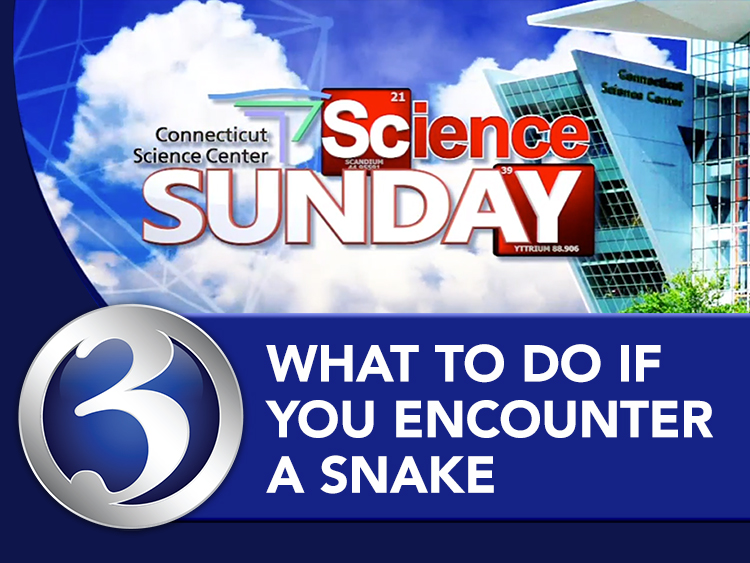 Science Sunday: What to do if you encounter a snake?