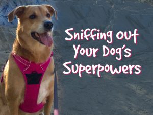 Sniffing Out Your Dog’s Superpowers