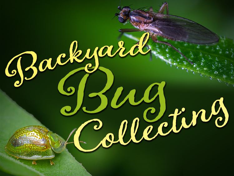 Insects in Your Backyard: Celebrating Bug Week