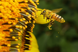 How To Protect Our Native Bees: A Lazy Lawn Care Guide | Connecticut ...