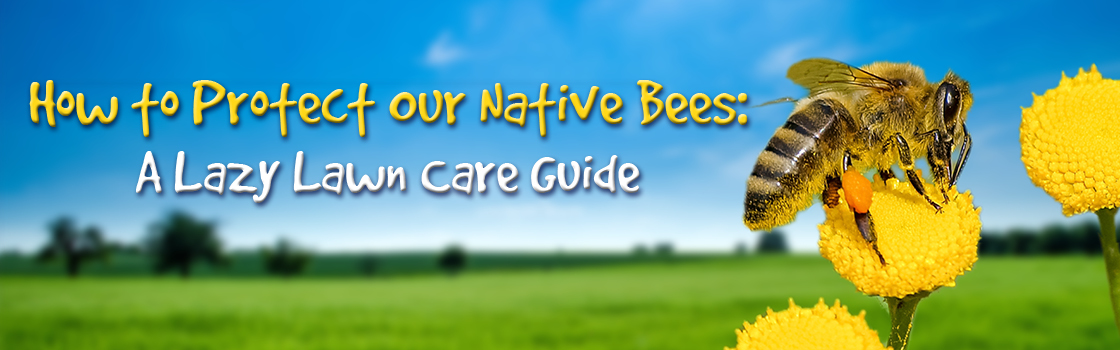 How To Protect Our Native Bees: A Lazy Lawn Care Guide - Connecticut ...