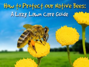 How to Protect Our Native Bees: A Lazy Lawn Care Guide