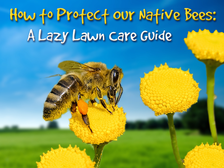 How To Protect Our Native Bees: A Lazy Lawn Care Guide - Connecticut ...