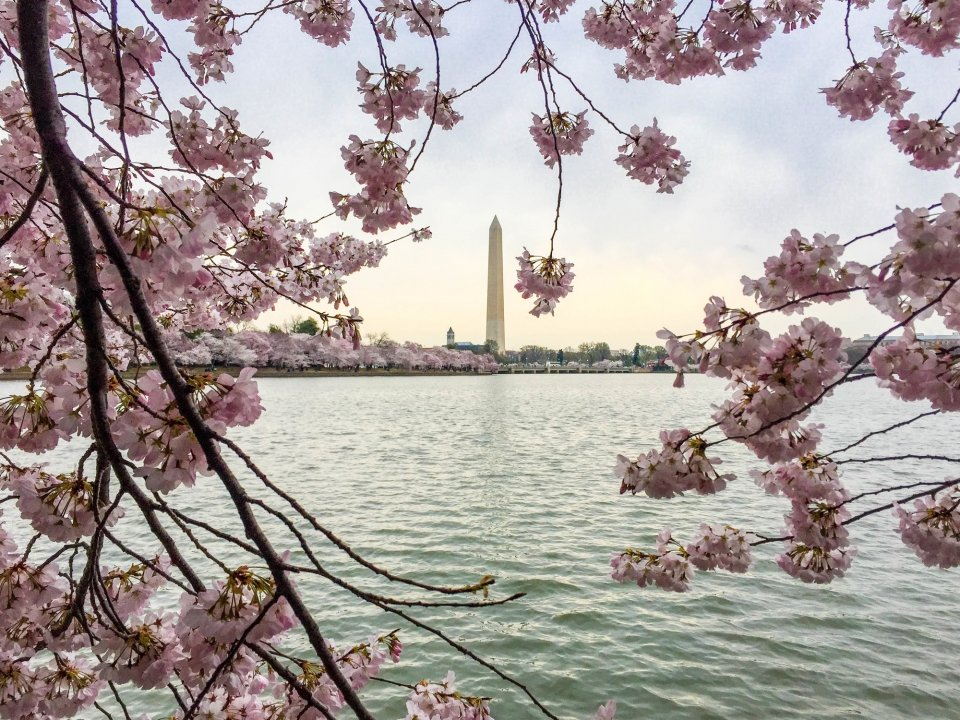The National Cherry Blossom Festival Is Offering Virtual Options