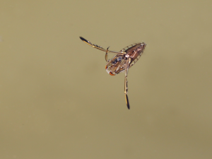 Science At Play: Pond Water Critters - Connecticut Science Center