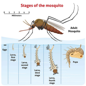 Mosquitoes and Ticks: What Can We Do and Why We Should Care ...