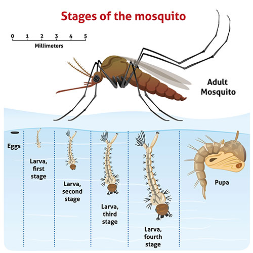 Mosquitoes and Ticks: What Can We Do and Why We Should Care?