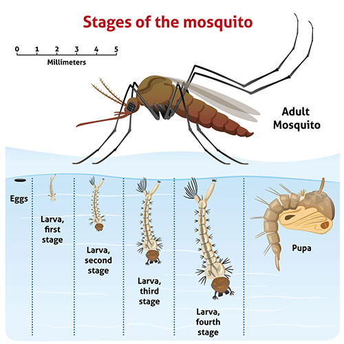 Why Are The Mosquitoes So Big This Year 2024 - Dyann Grissel