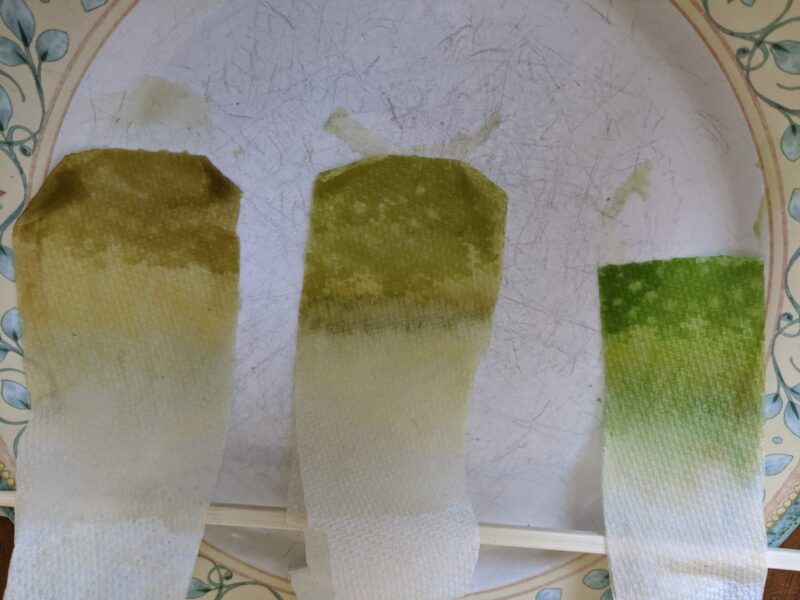 rubbing alcohol leaf experiment