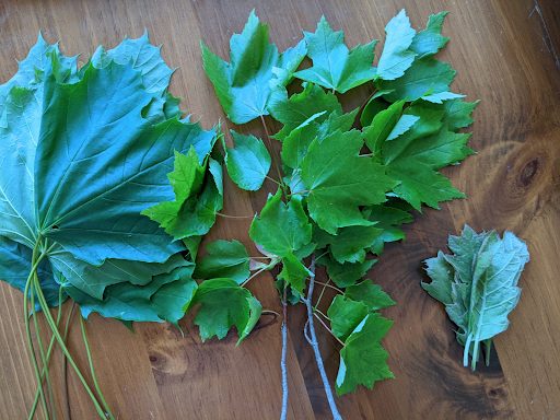 rubbing alcohol leaf experiment