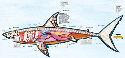 shark internal diagram showing the evolution of