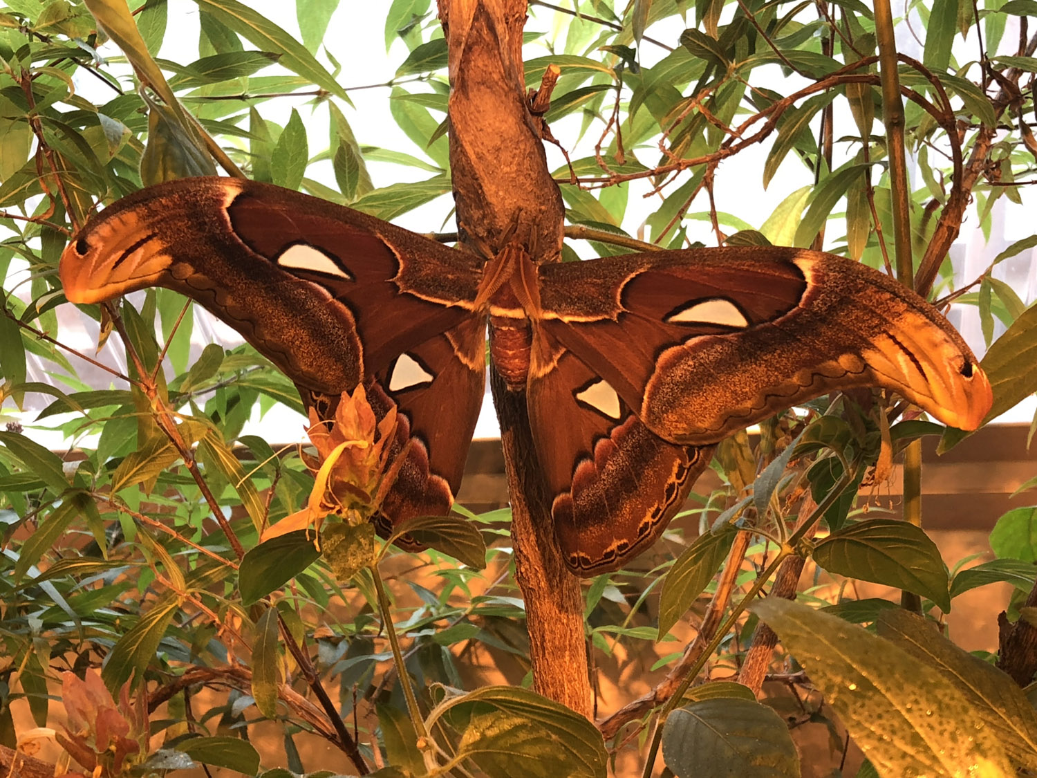 What’s New In the Butterfly Encounter? Exploring the Atlas Moth