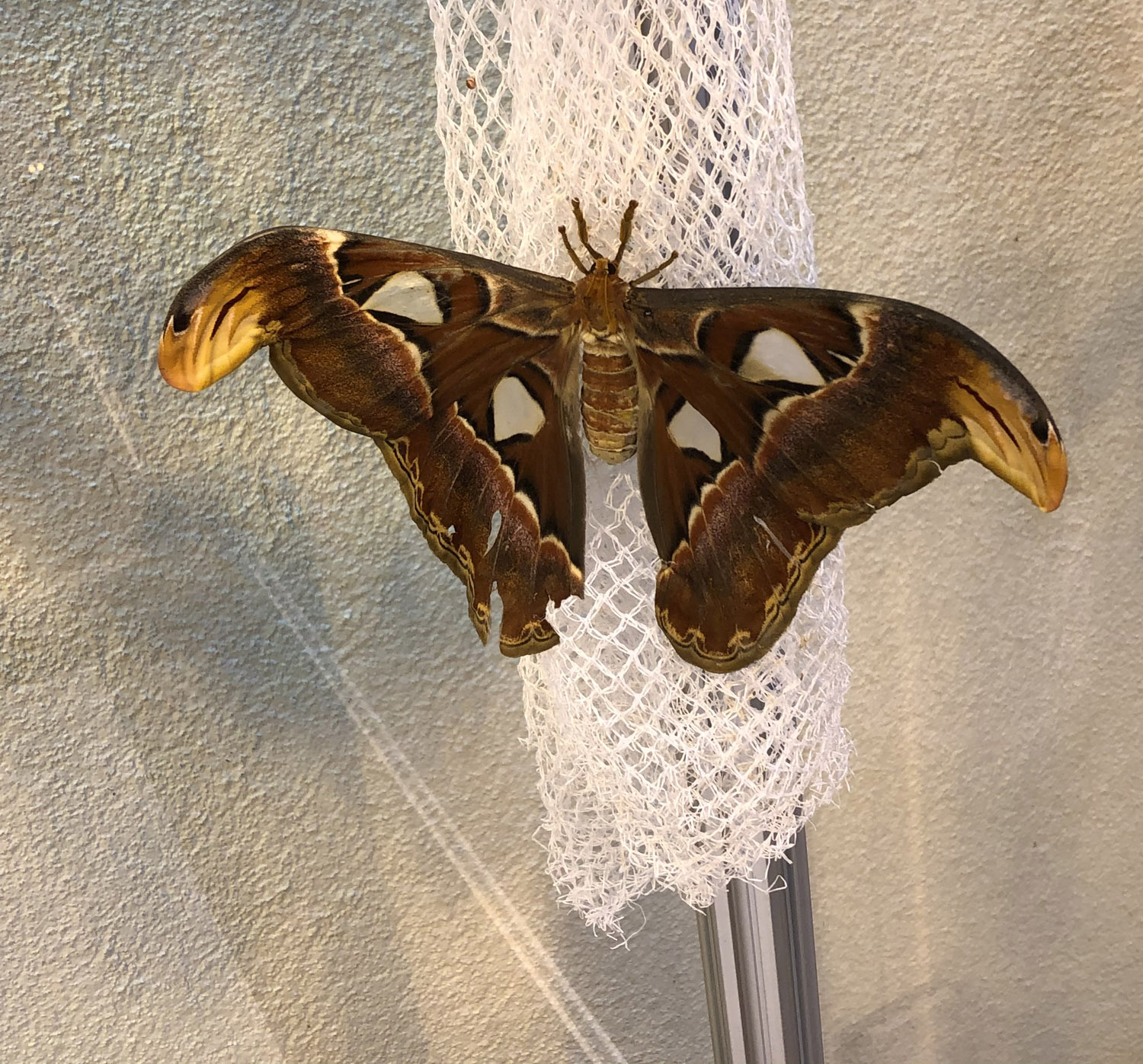 In Focus – Attacus Atlas Moth – Everything you need to know about zoos and  wildlife destinations from around the world