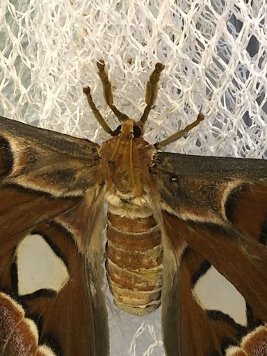 The science behind the Moth Atlas