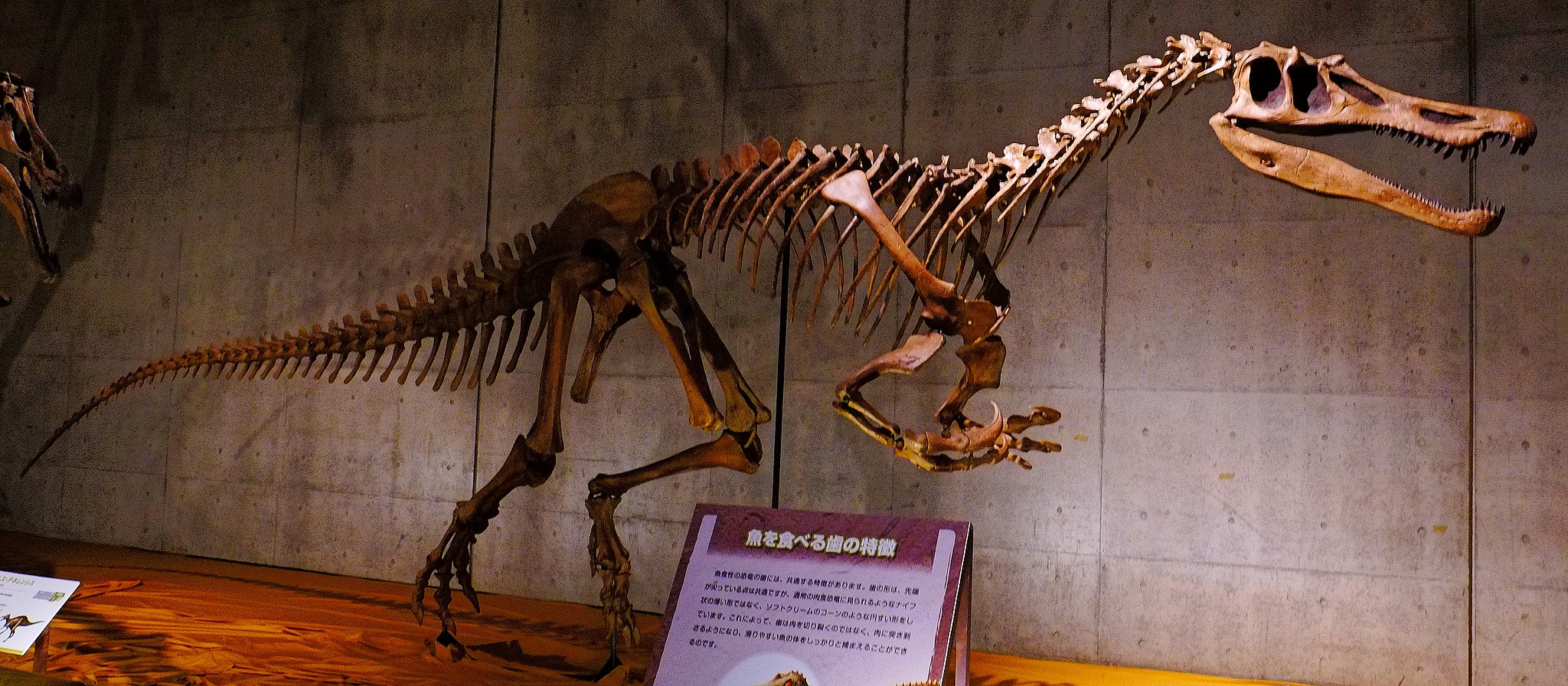 ichthyovenator skeleton