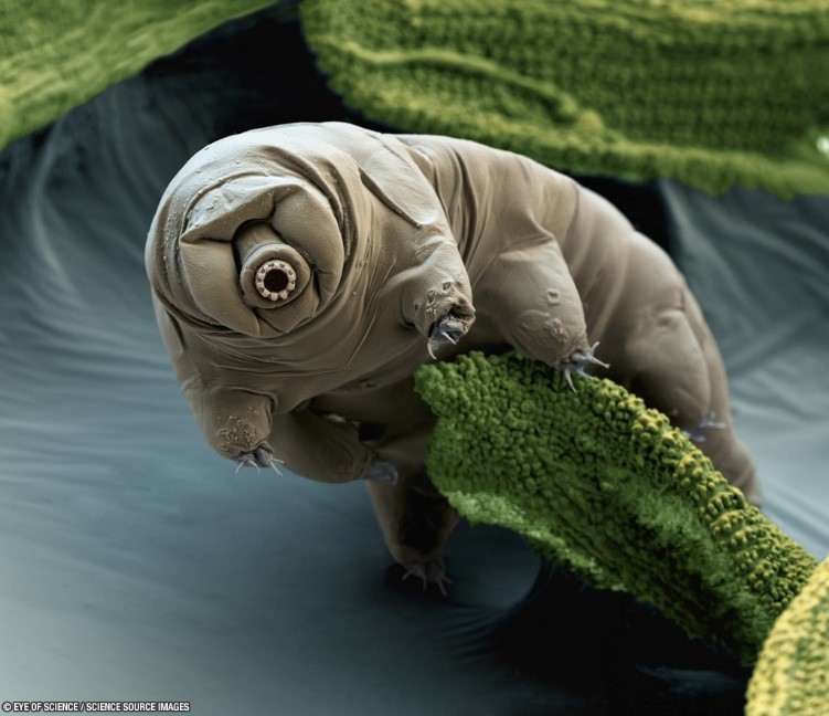 research about water bears