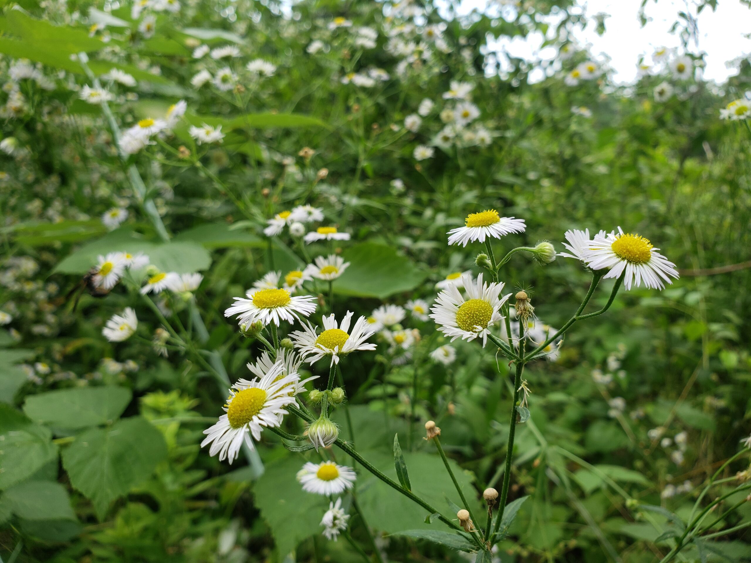 Ungardening Native Plants