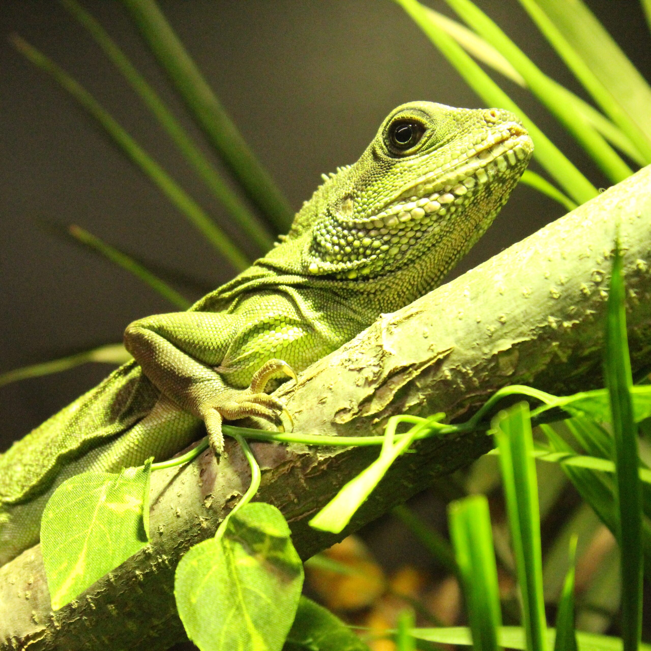 Meet the Animals: Sushi the Asian Water Dragon