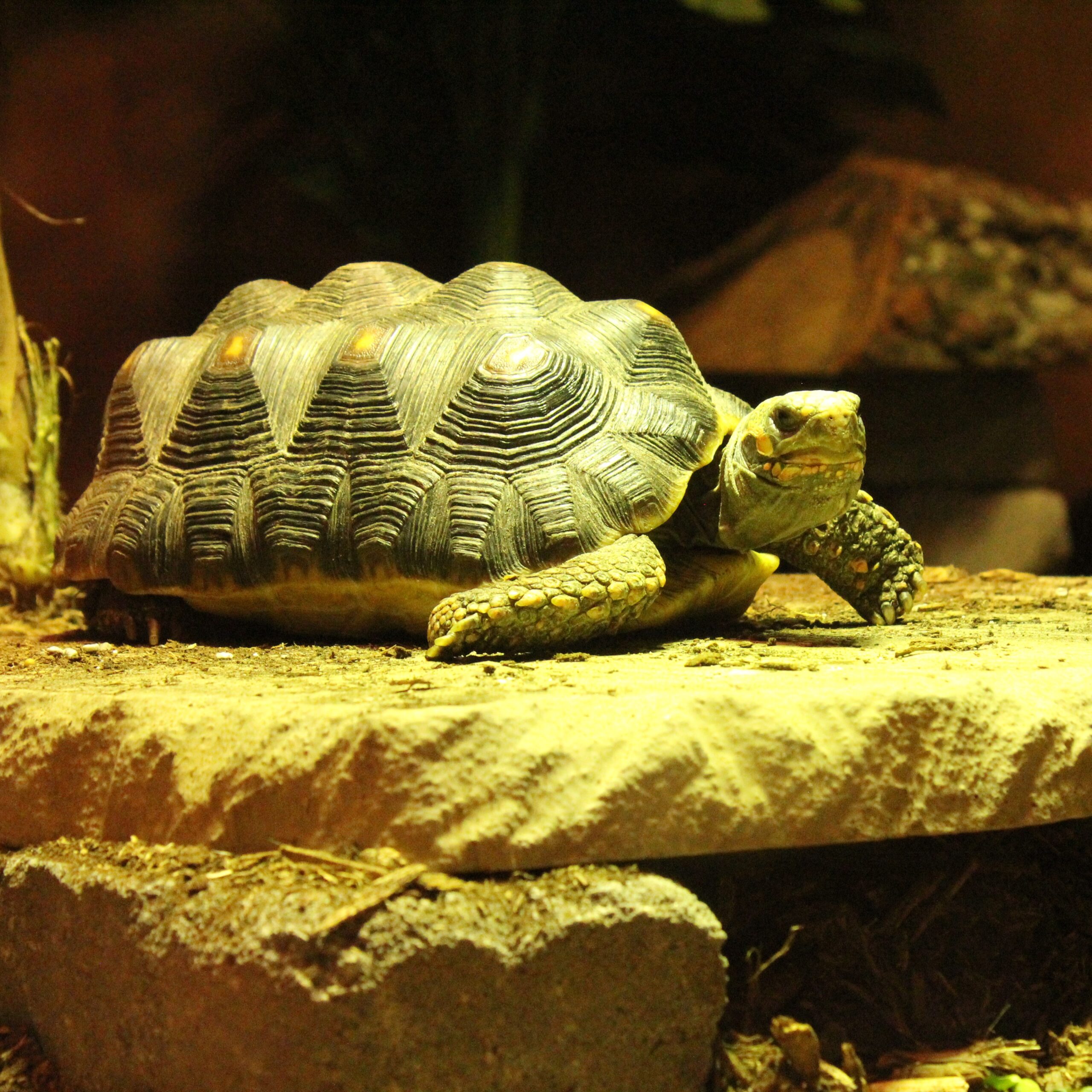 Meet the Animals: Groot the Red-Footed Tortoise