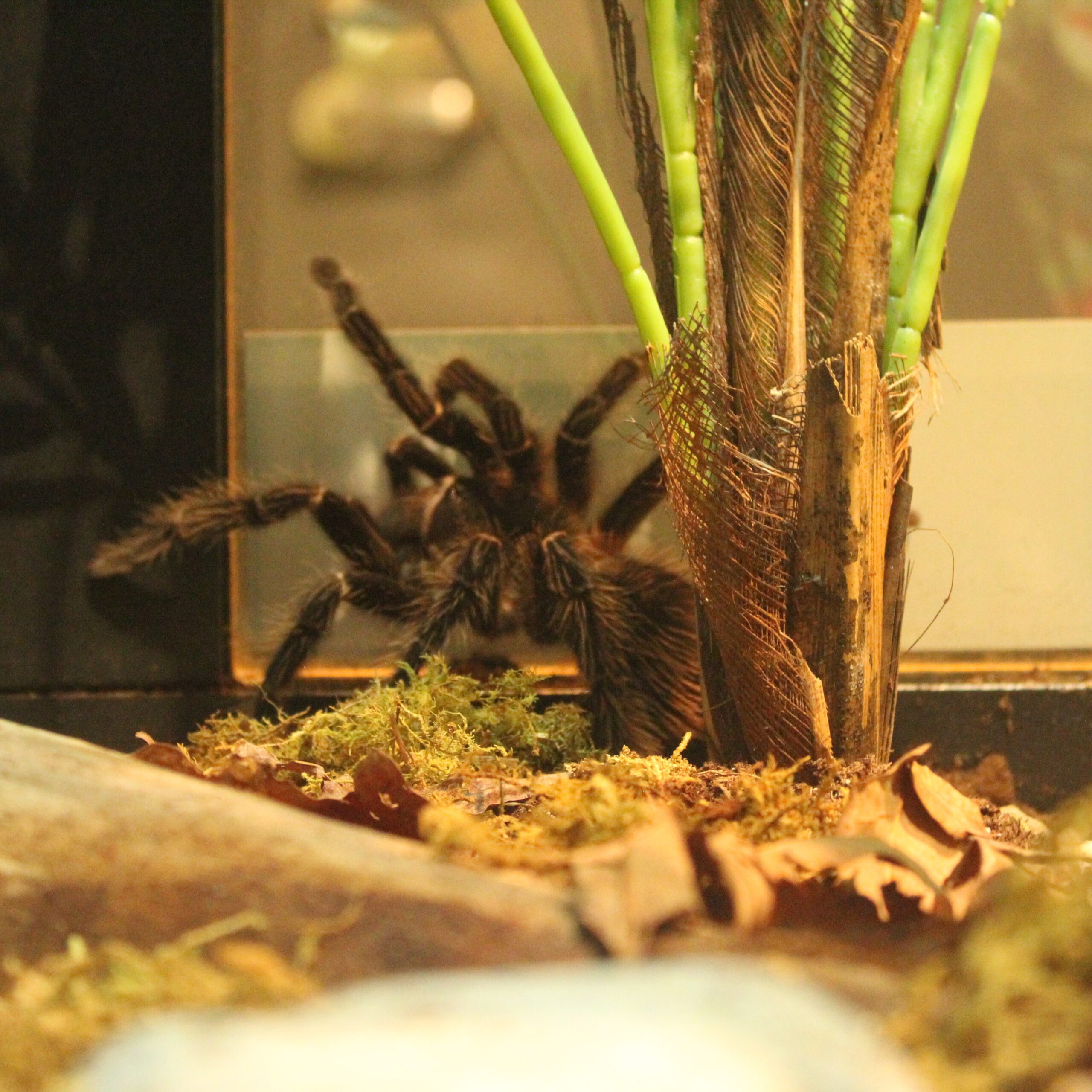 Meet the Animals: Bonnie & Blossom the Tarantulas