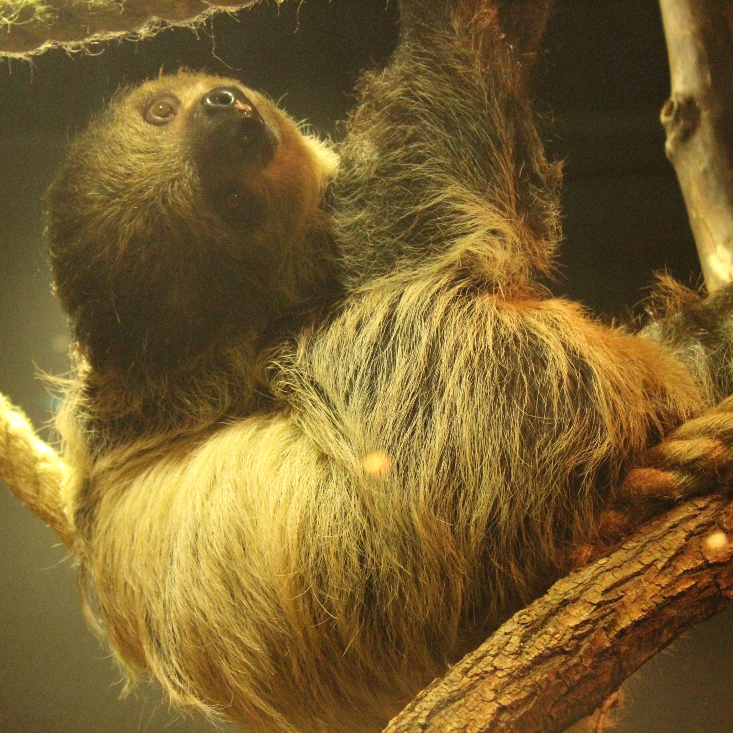 Meet the Animals: Romeo the Linnaeus’s Two-Toed Sloth