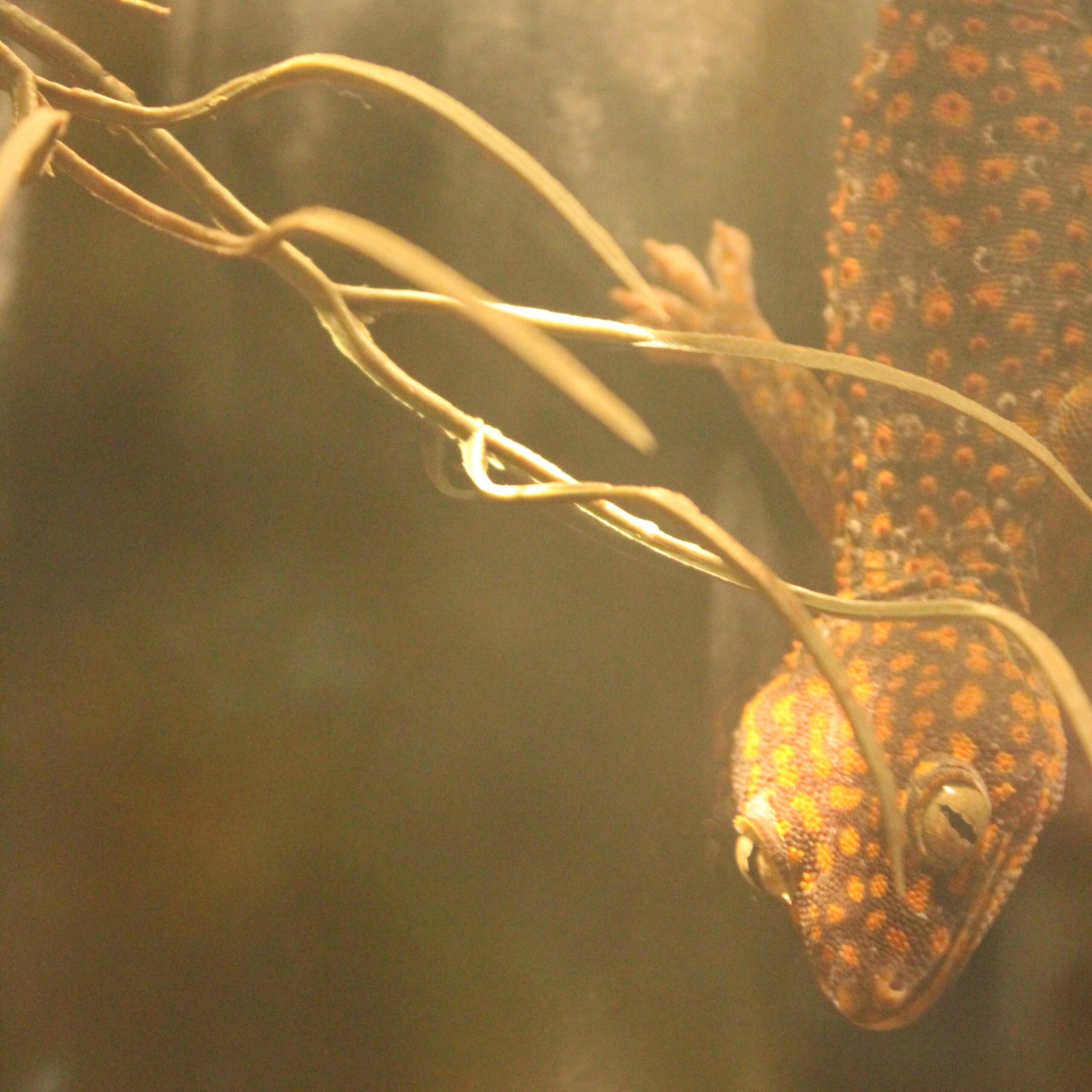 Meet the Animals: Tokay Geckos