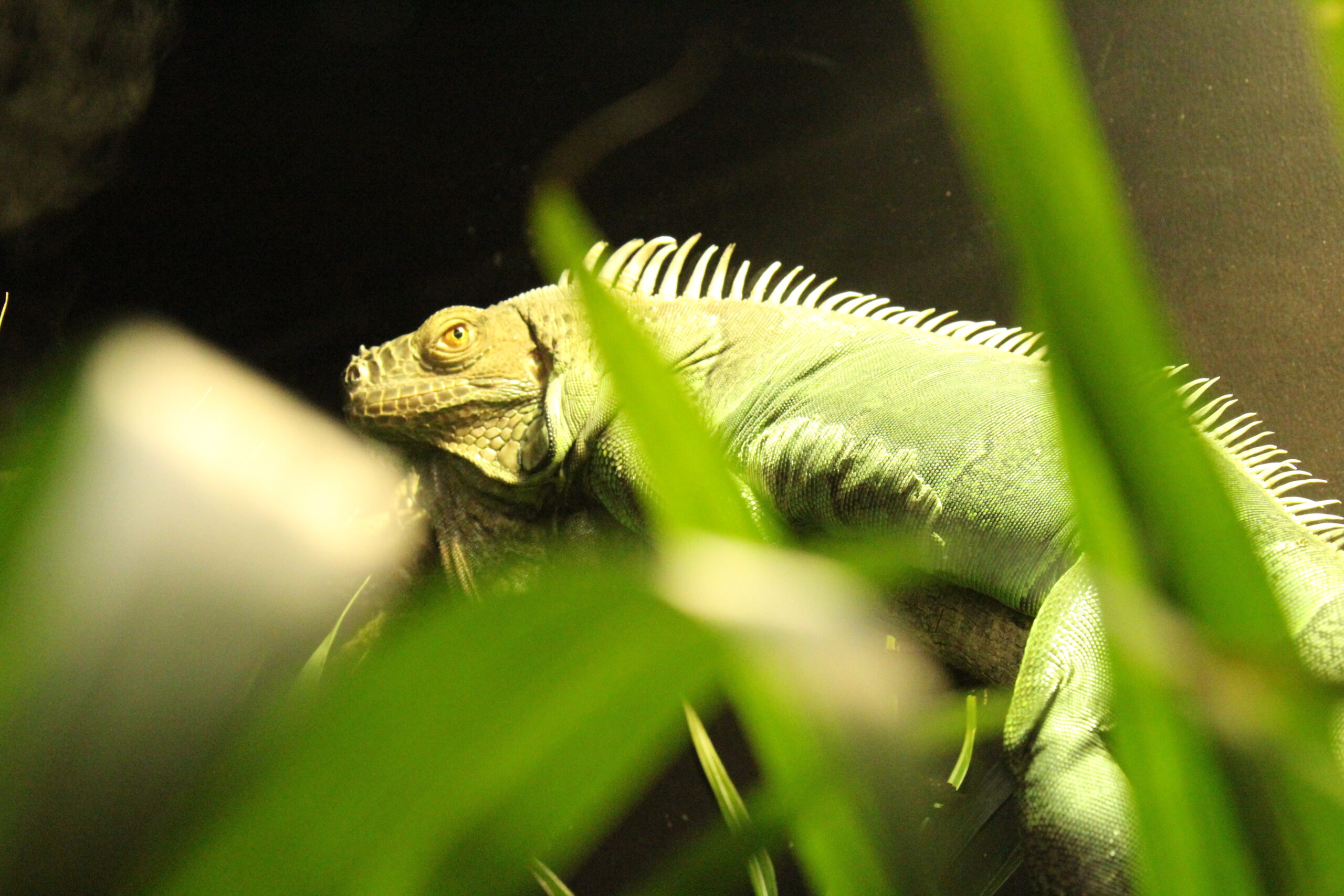 Meet the Animals: Piccolo the Green Iguana