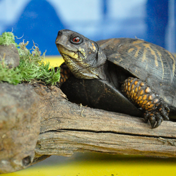 Science Sunday: Eastern Box Turtles